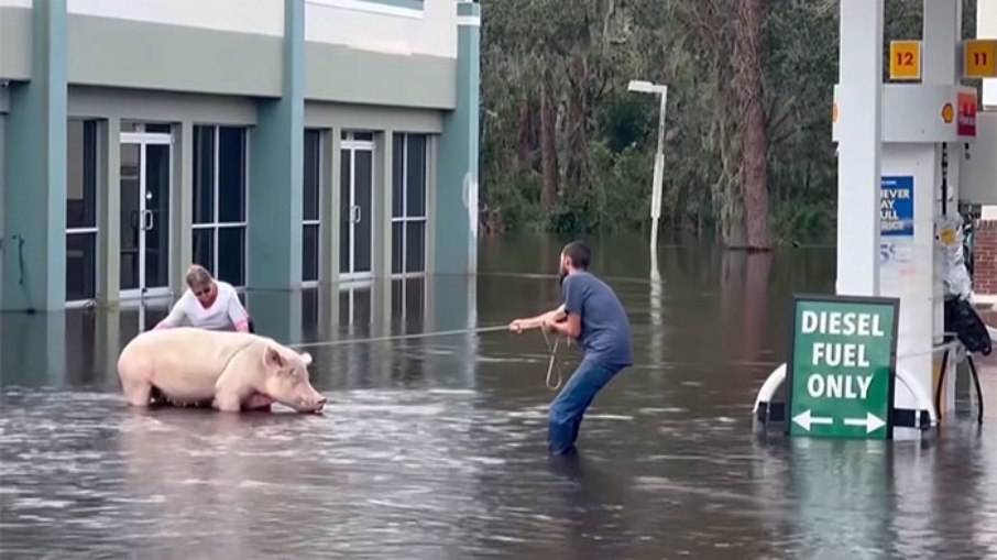 Porca Millie foi abandonada presa em posto de combustível de Lithia, na Flórida