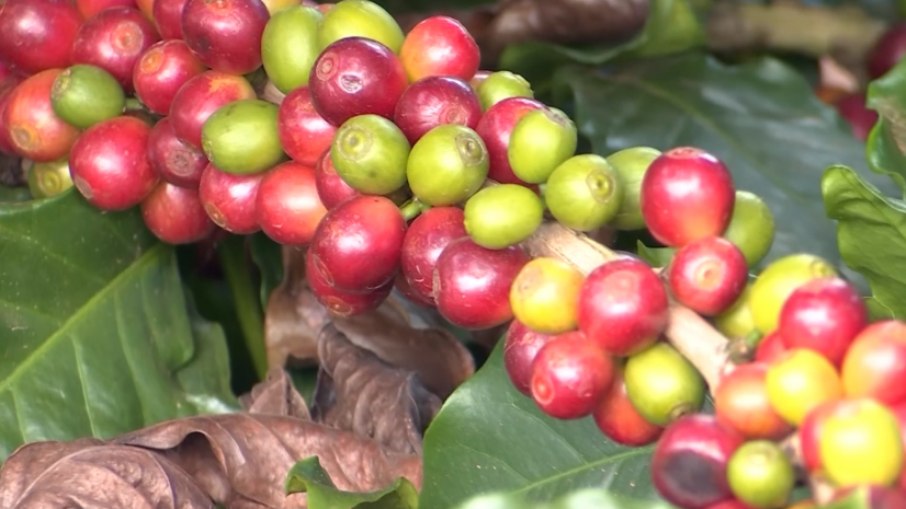 Produção de café canéfora avança em novas regiões brasileiras