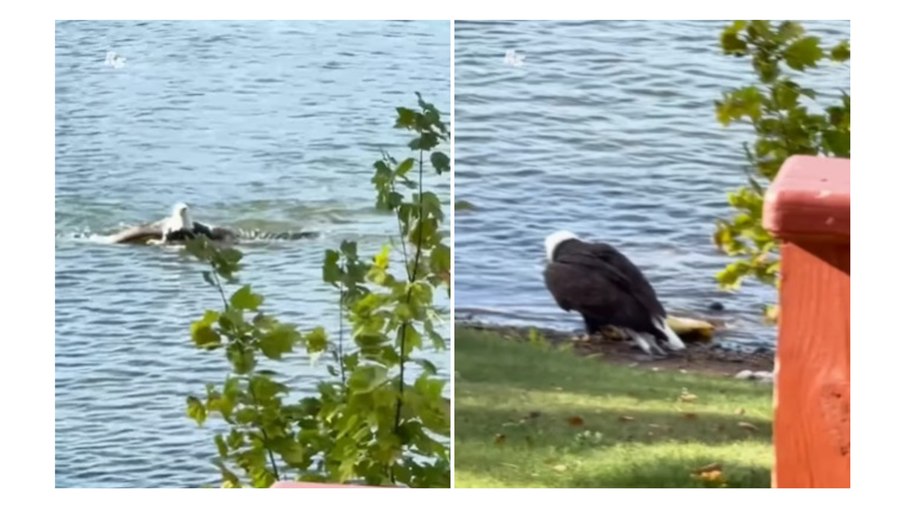 Espécie de águia impressiona por carregar peixe gigante; assista Espécie de águia impressiona por carregar peixe gigante; assista