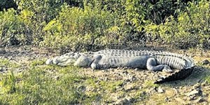 Jovem desaparece em lago após ser atacado por crocodilo gigante
