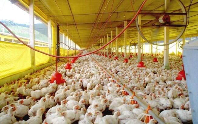 Entre 2013 e 2016, 50% do fornecimento de frango na China procedia do Brasil