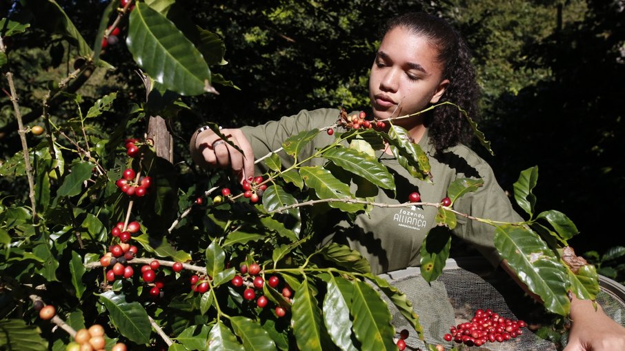 A maioria da produção do café é feita por mulheres na fazenda Alliança