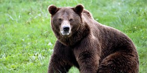 Ataques de ursos já mataram ao menos 19 pessoas na Rússia