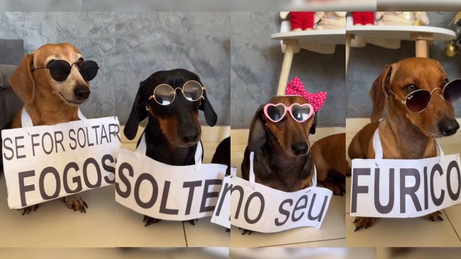 Cachorros usam humor para protestar contra fogos de artifício Cachorros usam humor para protestar contra fogos de artifício