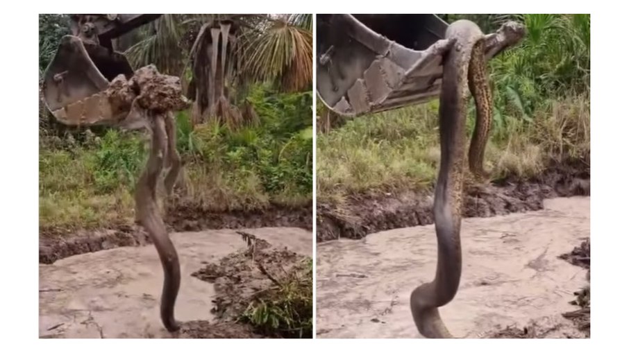 VÍDEO: cobra gigantesca é encontrada durante escavação VÍDEO: cobra gigantesca é encontrada durante escavação