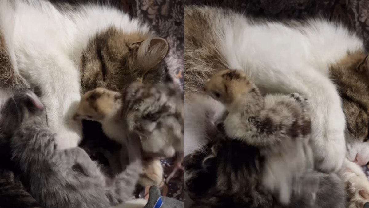 Amizade entre gata e pintinho encanta a web Amizade entre gata e pintinho encanta a web