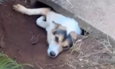 Cadela fica presa embaixo de pedra e reclama ao ser resgatada