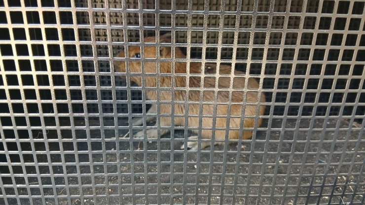 GAPA resgata filhote de ave e de capivara em Vinhedo