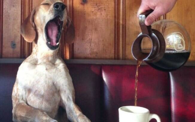 O café está entre os alimentos perigosos para cachorro 
