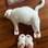 Gato George em montagens engraçadas. Foto: Stefanie Vine/ Facebook