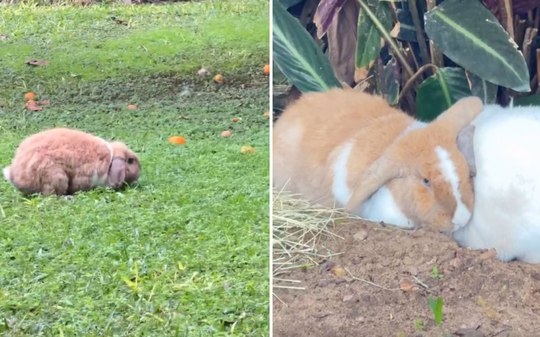 Coelhinhas dão pulinhos de alegria ao pisar na grama pela 1ª vez