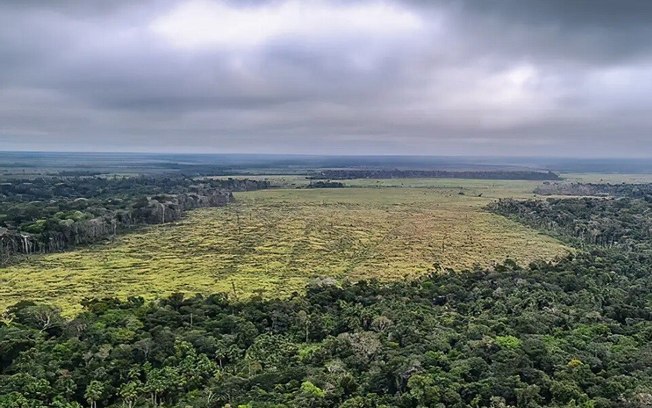 Desmatamento no Cerrado é maior do que na Amazônia