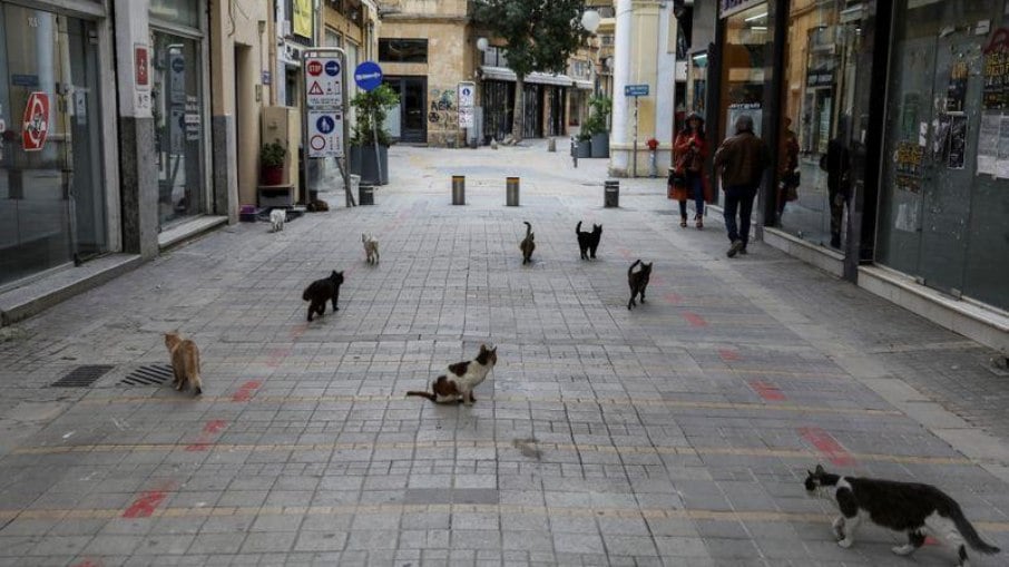 Mais de 1 milhão de felinos vivem nas ruas da ilha.