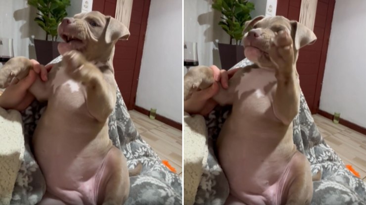 Cachorra%20entra%20no%20ritmo%20de%20Escravos%20de%20J%C3%B3%20com%20tutora