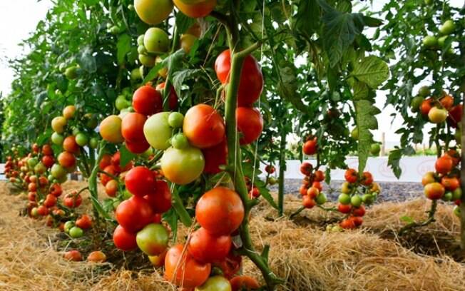 Tomate: o alimento versátil, rico em vitaminas e que pode prevenir doenças