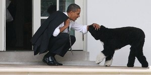 Morre Bo, cão de Barack Obama, e ganha tributo do ex-presidente