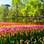 Também chamado de Jardim da Europa, o Parque Keukenhof é o local que reúne a maior quantidade de flores do mundo. Foto: Ducs Amsterdam