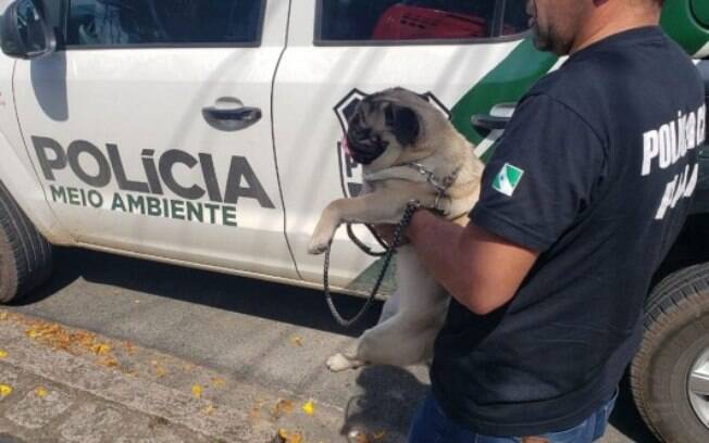 Cachorro pug é resgatado após vídeo de maus-tratos viralizar