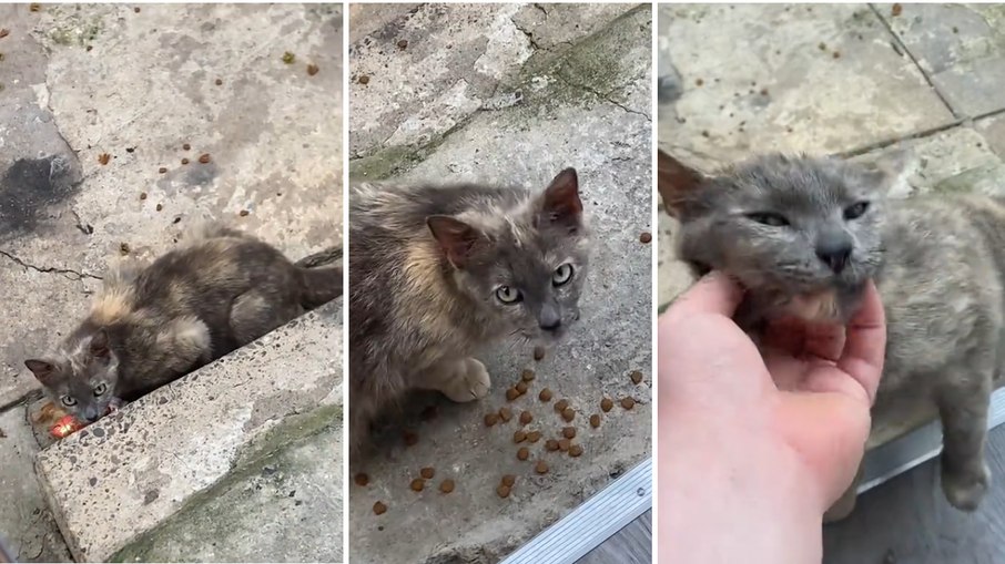 Internautas se emocionam com gata ganhando brinquedo pela primeira vez