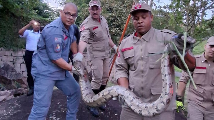 Jiboia de 3 metros é resgatada em casa de Itupeva