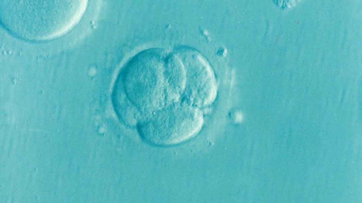 Criopreservação é opção para prolongação da fertilidade