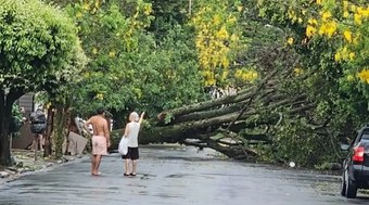 Lei%20permite%20poda%20ou%20corte%20de%20%C3%A1rvores%20em%20casos%20de%20omiss%C3%A3o