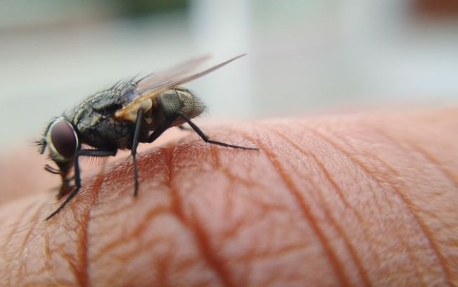 Médicos encontram mosca viva em intestino de idoso