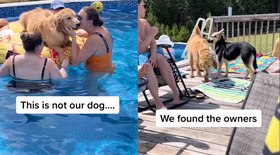 Cachorros se divertem na piscina em festa de desconhecidos