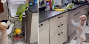 Cachorro tenta "vigiar" periquito bagunceiro na cozinha