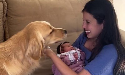Golden conhece bebê recém-nascida e cena emociona web