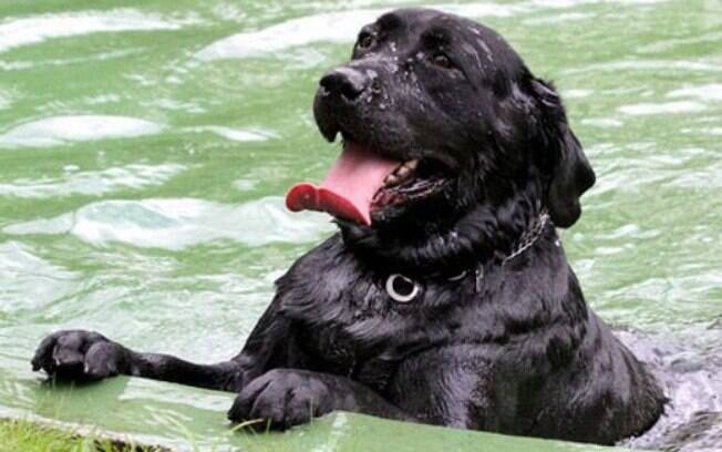 Cães com problemas físicos podem encontrar na natação um alívio para as dores