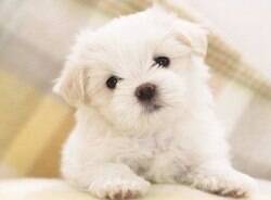 Confira sete raças de cachorros que vão fazer você se apaixonar