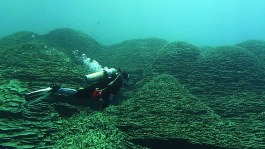 Gigante marinho surpreende cientistas em arquipélago remoto