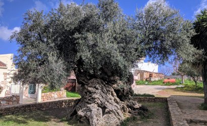Oliveira de Vouves: a árvore de 4.000 anos