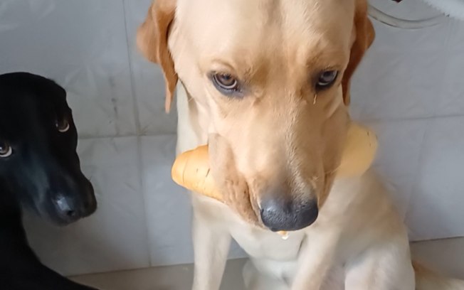 Cachorro é flagrado segurando três pães ao mesmo tempo na boca 6yi75j7r75jv8tidpwdlv5qe4