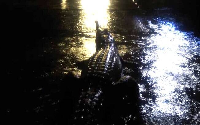 Moradores do nordeste da Austrália flagram crocodilos passeando pelas ruas inundadas da cidade