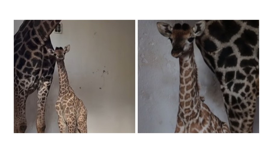 Filhote de girafa nasce no Zoológico de São Paulo Filhote de girafa nasce no Zoológico de São Paulo