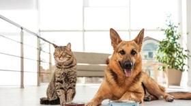 Cuidados com pets com Síndrome da Disfunção Cognitiva