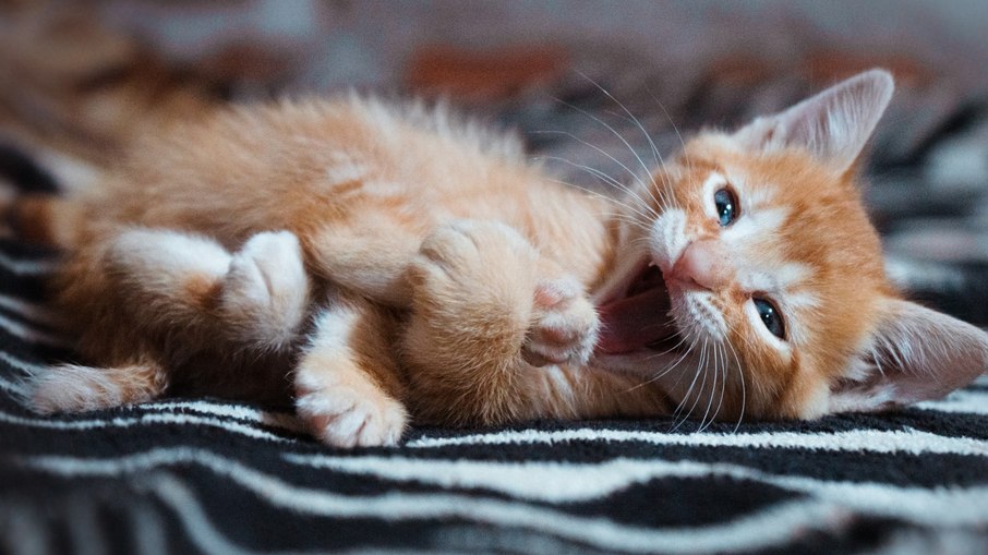 Cuidados essenciais para alimentar gatos recém-nascidos Cuidados essenciais para alimentar gatos recém-nascidos