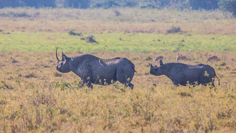 Rinoceronte Negro em Ngorongoro