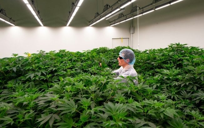 Área de cultivo de cannabis em Bremmel, Países Baixos, em foto de dezembro de 2023