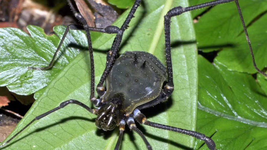O animal foi descoberto na Reserva Biológica da Mata Escura.