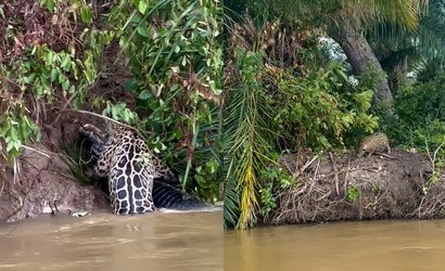 Onça entra em confronto com jacaré no Pantanal