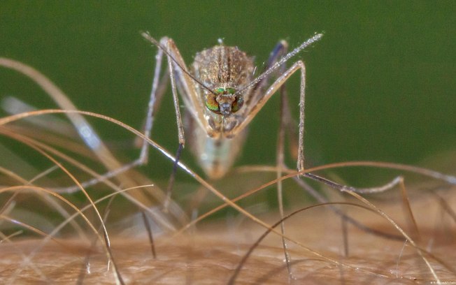 Vírus é transmitido principalmente pelos pernilongos comuns (Culex pipiens)