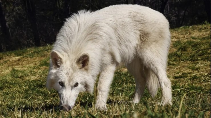 Empresa cria biobanco para espécies ameaçadas de extinção