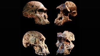 Fóssil humano torna-se o mais antigo já achado