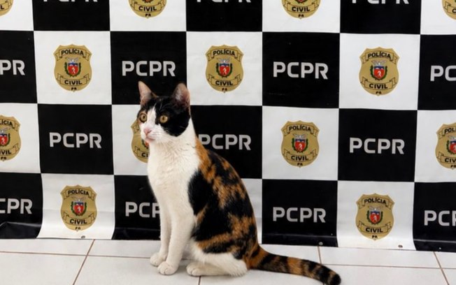 Gata de apoio emocional é recuperada pela PCPR após furto 6z85hqaaywn2w4eyn4mcfzdvb