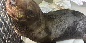 Lobo-marinho é resgatado em canal no Litoral Norte de São Paulo