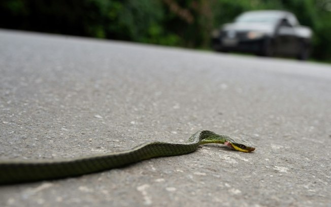 Cobra morta esmagada por um carro na rodovia Roberto Burle Marx, zona oeste do Rio de Janeiro, 17 de abril de 2024