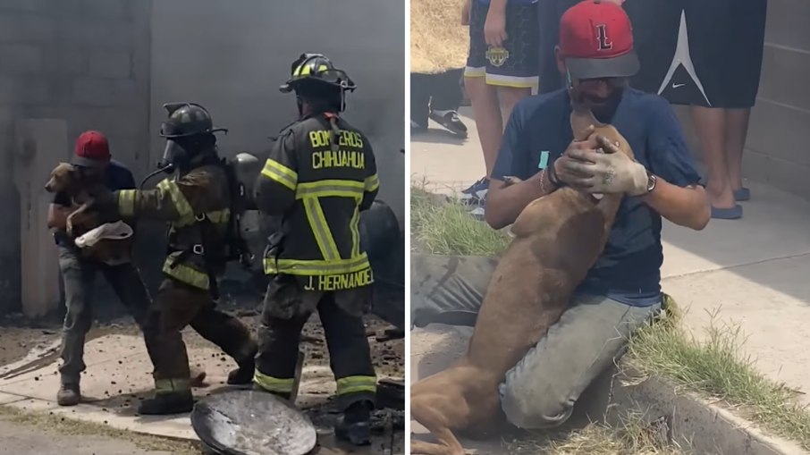 Tutor se emociona ao reencontrar cachorro salvo de incêndio Tutor se emociona ao reencontrar cachorro salvo de incêndio